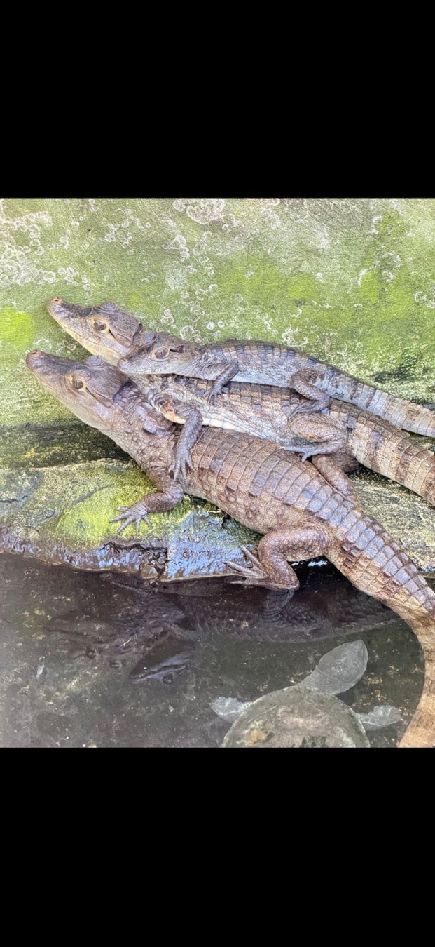 CIENAGA LA CAIMANERA